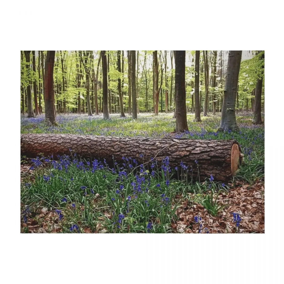 Bluebells in the Beechwood Throw Blanket halloween Hairy Luxury Brand funny gift Blankets