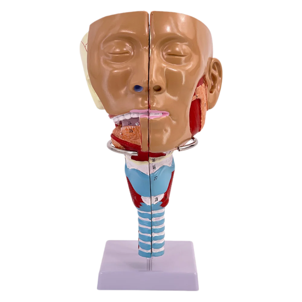 Anatomical Model of Pharyngeal Muscles, Medical Teaching Demonstration for Nose, Pharynx, Larynx and Trachea