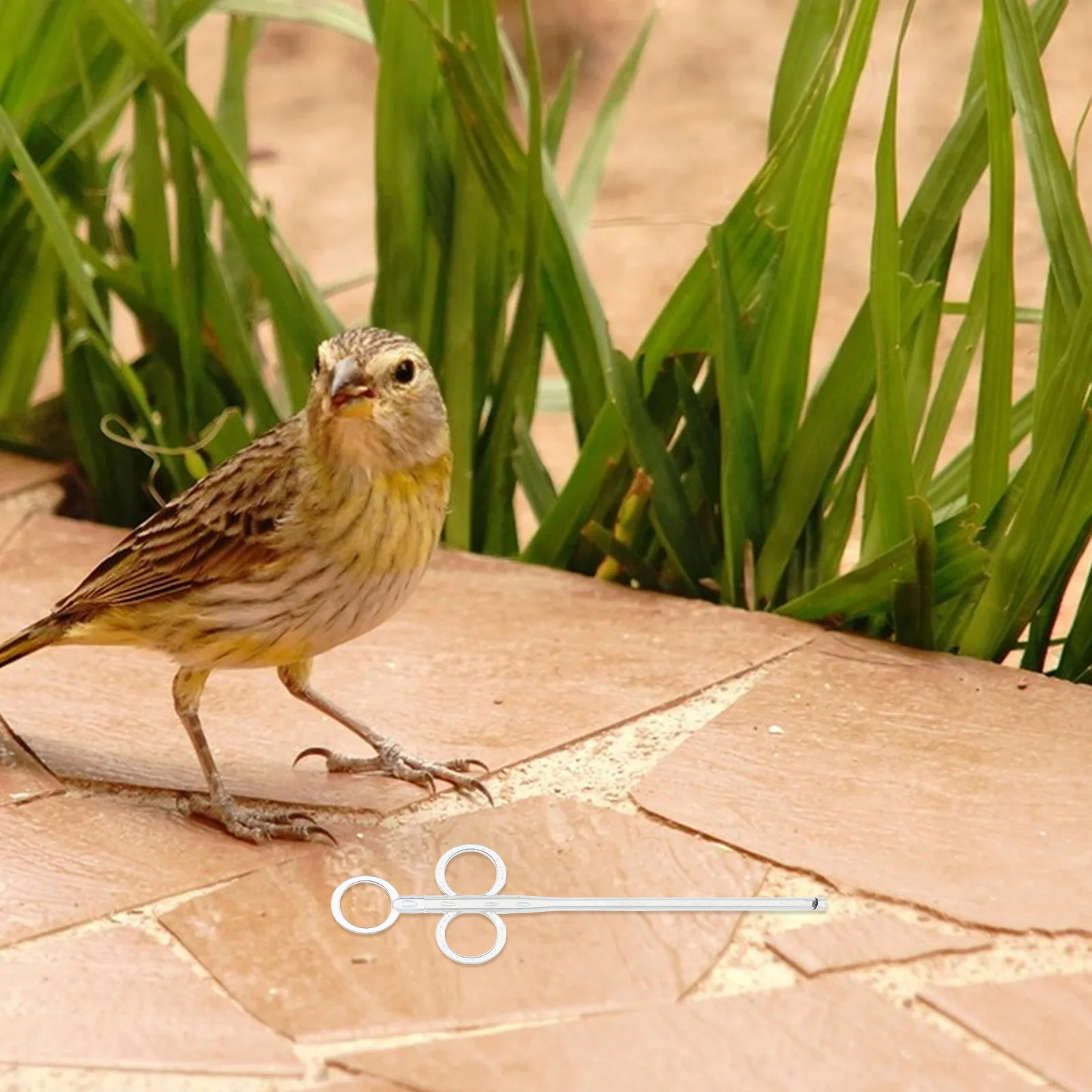 

2 Pcs Feeder Accessories Cage Feeding Tube Tubes for Birds Drinker Dove