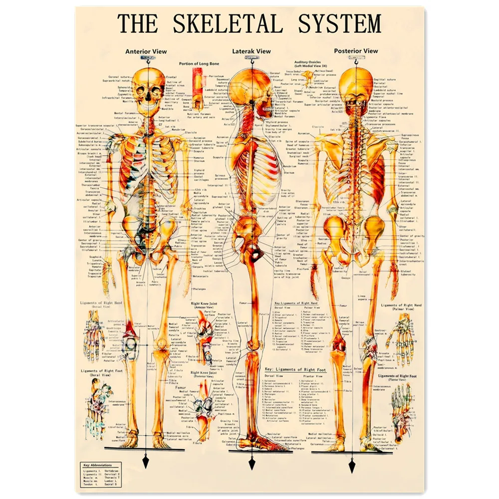 THE SKELETAL SYSTEM Vintage Medical Posters & Prints Human Anatomy Wall Art Painting Wall Chart Hospital Clinic Home Room Decor