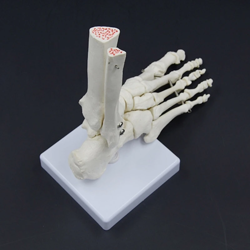 Mô hình bộ xương bàn chân PVC dùng cho giảng dạy và nghiên cứu lâm sàng