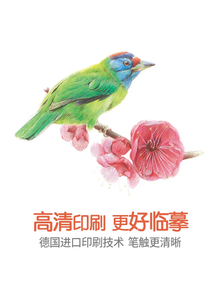 

New Painting of Flowers and Birds in Traditional Chinese Style Zero-based Introductory Tutorial Book Chinese Pencil flower bird