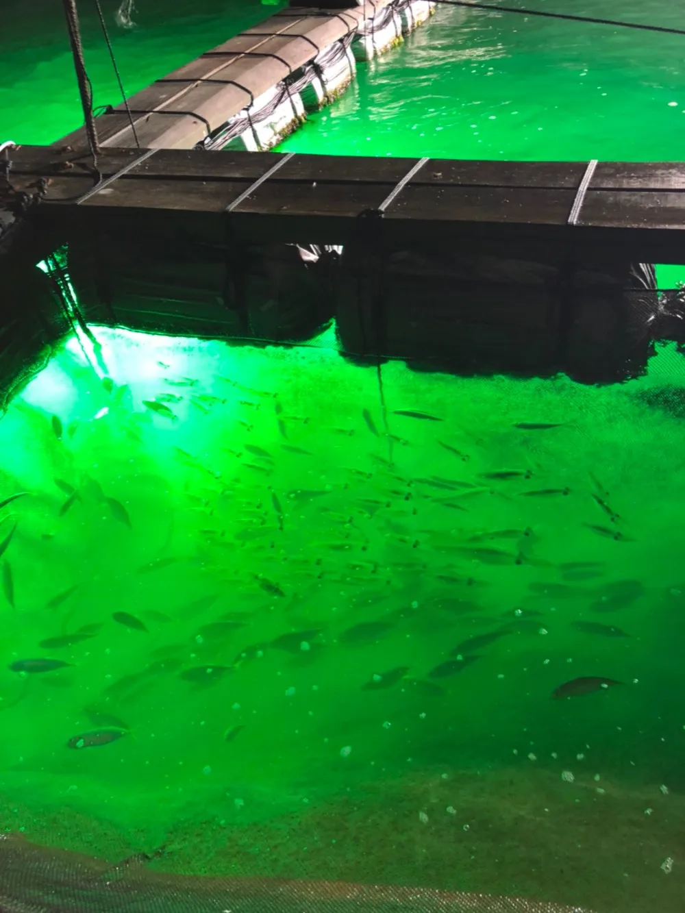 

110v/220v 4000w Waterproof IP68 Aluminum Alloy Underwater LED Fishing Lamp With 2-Year Warranty For America And Canada