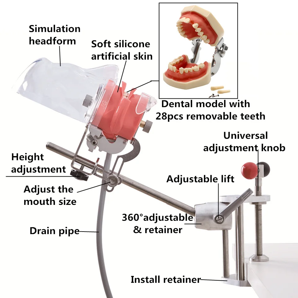 Simulador de entrenamiento Dental, modelo de cabeza Simple, maniquí, cabeza fantasma para dentista, educación, dentista, enseñanza, Apparatu, mascarilla bucal, sujeción