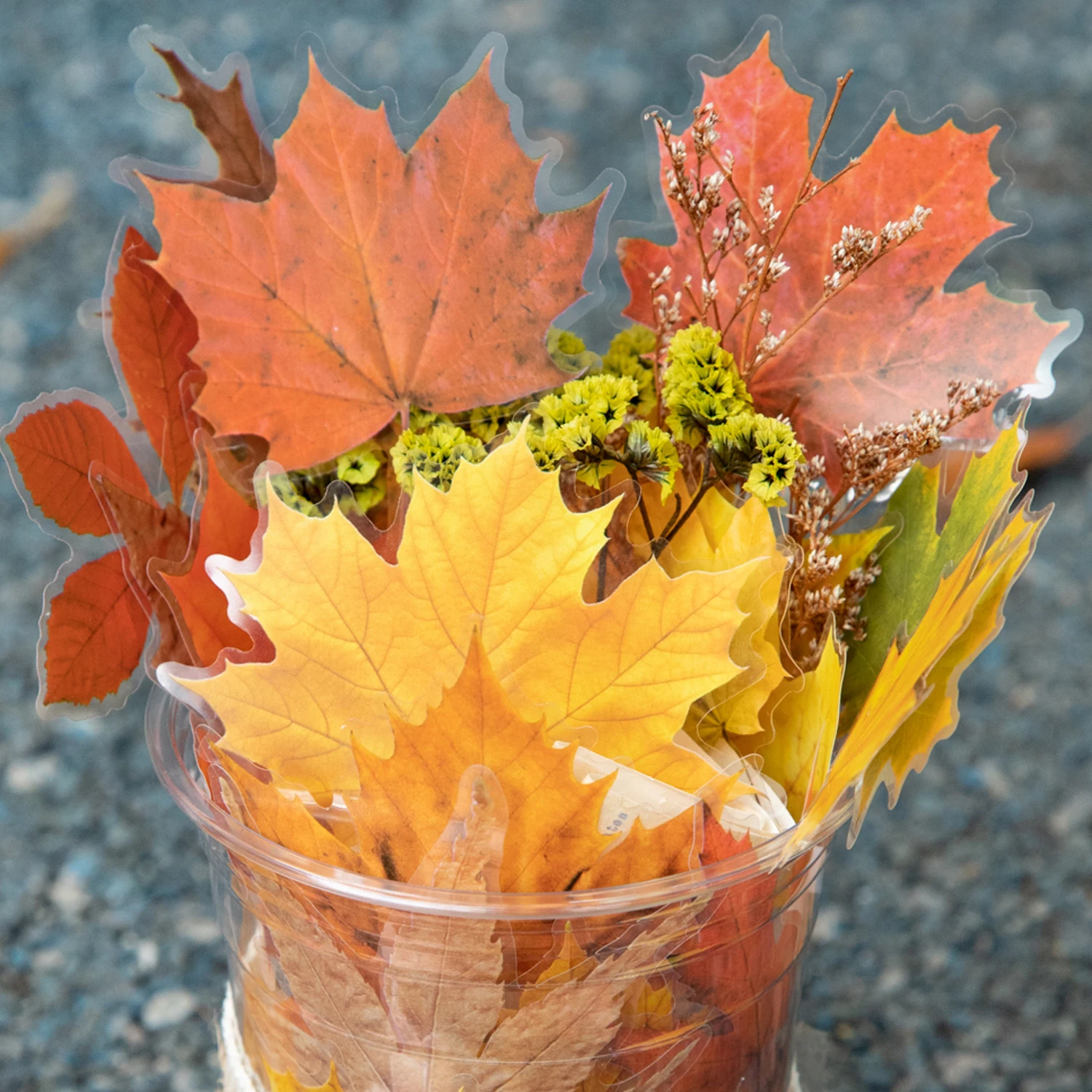 Maple Leaf Season S… - image
