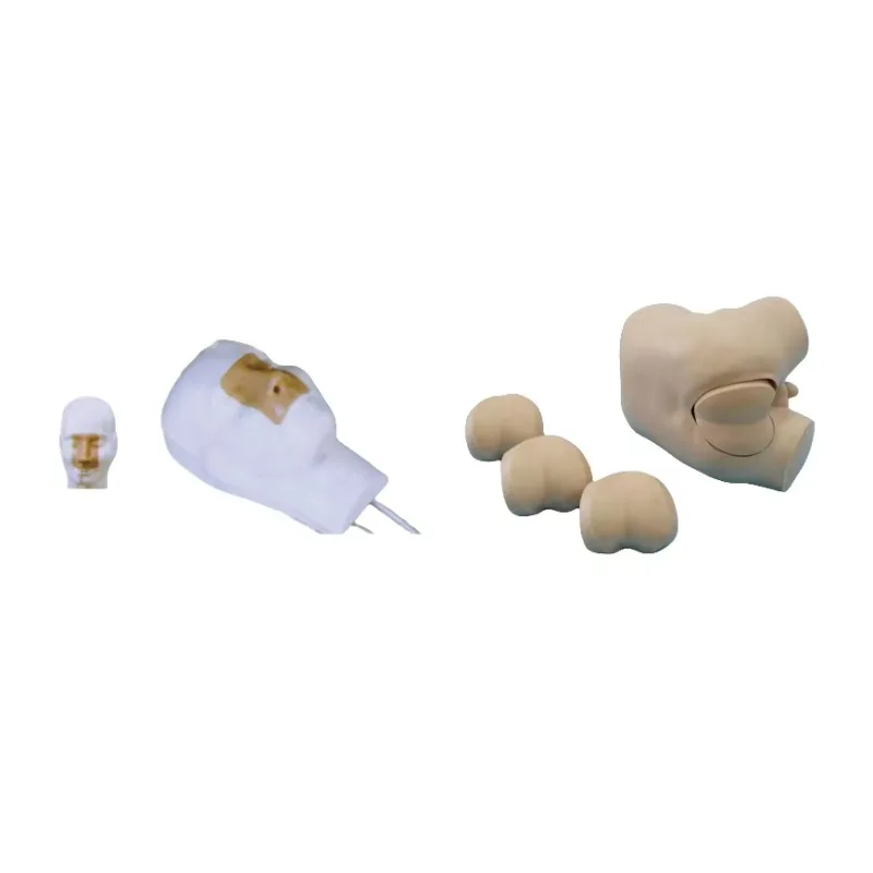 Teaching Senior  Cavity Bleeding & Advanced  Examination Model PVC High Quality Anatomy Learning
