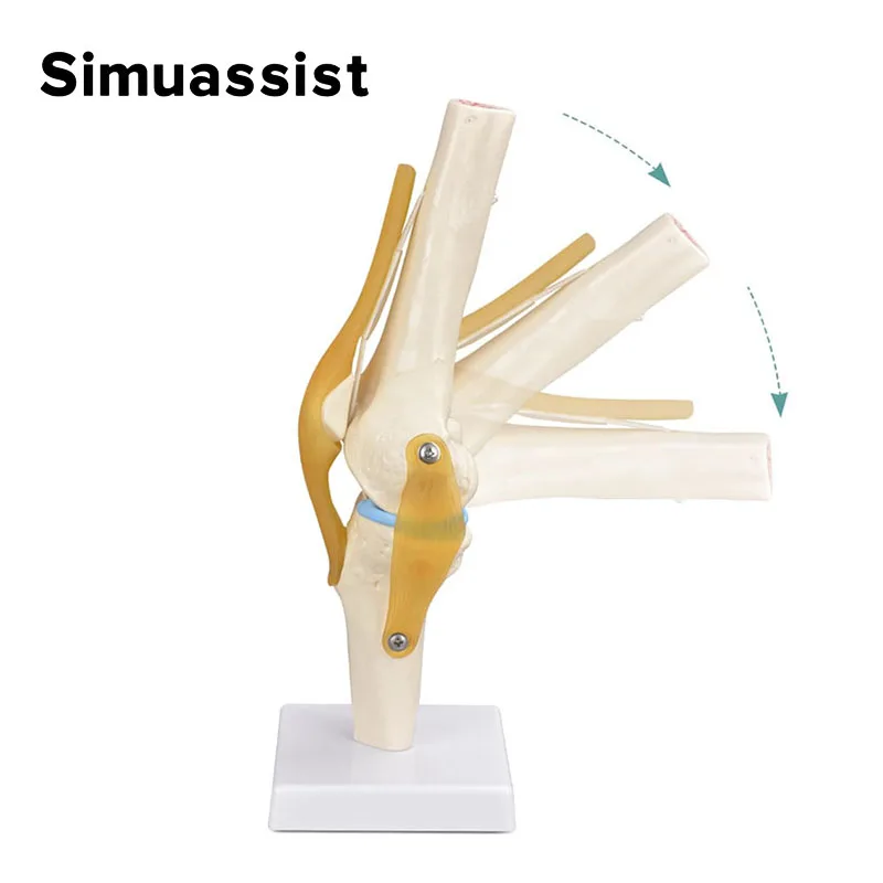 1:1 Flexible Knee Joint Model with Ligaments and Base Femur Tibia and Fibula Bone Anatomy Model Medical Teaching