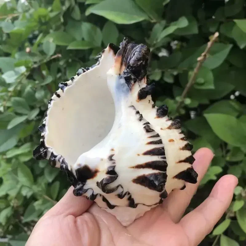 Shell Conch Black Thousand-hand Snail Zebra Bone Snail Fish Tank Aquatic Landscaping Hermit Crab Nest House