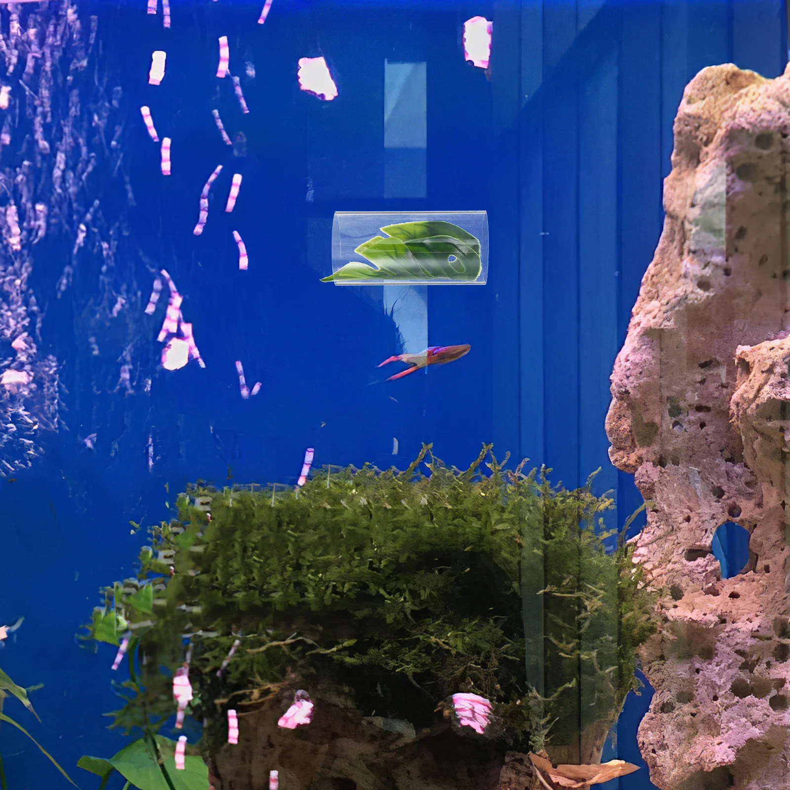 

Transparent Betta Fish Tunnel Large Aquarium Hideout Resting Spawning Shrimp Fish Tank Decoration Interactive Relaxation Tube