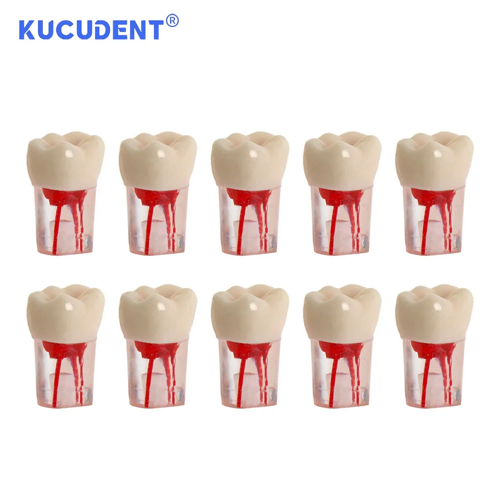 Kucurent 10 buah Endo gigi Model gigi, saluran akar endodontik blok latihan RCT Pulp rongga Resin studi pelatihan kedokteran gigi M8006