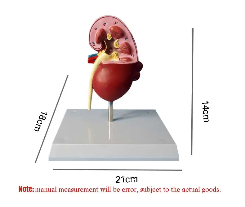 Animal hospital machine supply Pet kidney model Xray machhinesupply animal ultrasound supply