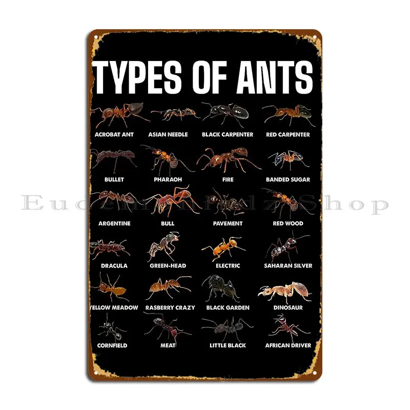 Types Of Ants For A…