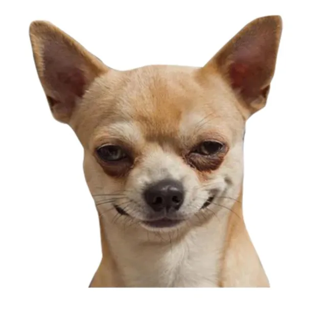 

Chihuahua Type Dog Sticker Adhesive 20 cm Model2