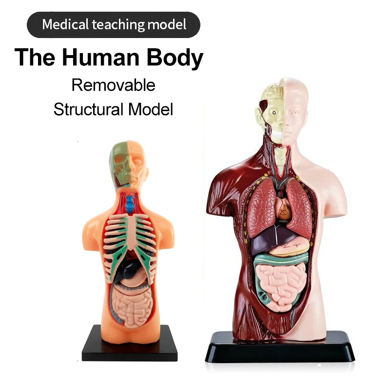 Human Torso Organ Half Body Skeleton Model Removable Parts  For School Medicals EducationTeaching Anatomical Study And Science