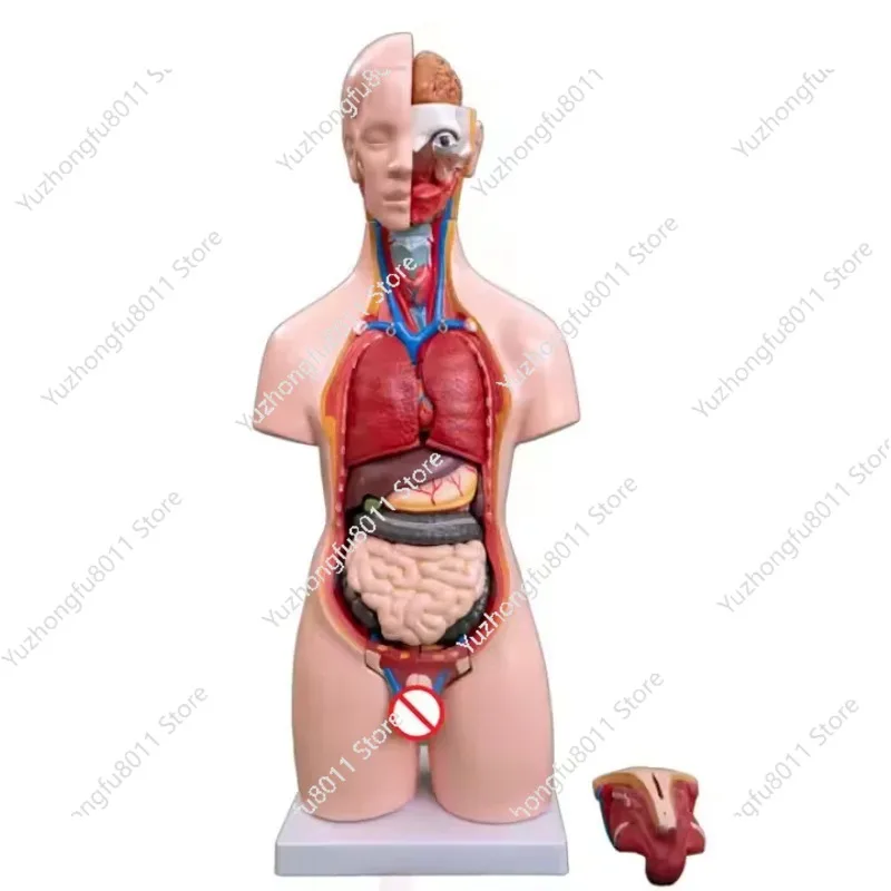 

Модель багажника, анатомическая модель внутренних органов человека, съемная модель высокого органа 55 см, 19 шт. для мужчин и женщин