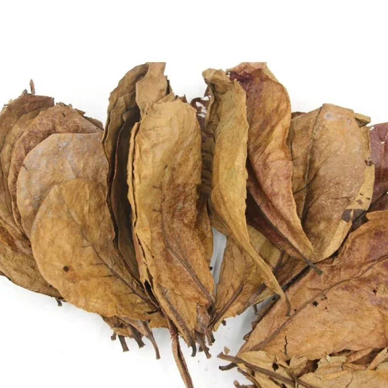 30/20Pcs Natural Terminalia Catappa Leaves Cleaning Treatment Fish Tank Filter Aquarium Foetida Leaves Shrimp Catfish Love