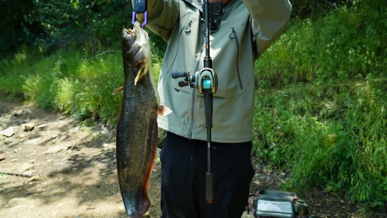 Kingdom BFS Baitcasting-Rolle 128g/130g Ultraleicht 7,6:1 Übersetzungsverhältnis 6+1BB Magnetische Bremse Max. Bremskraft 4kg/6kg Süßwasser-Angelrolle – Detail 1