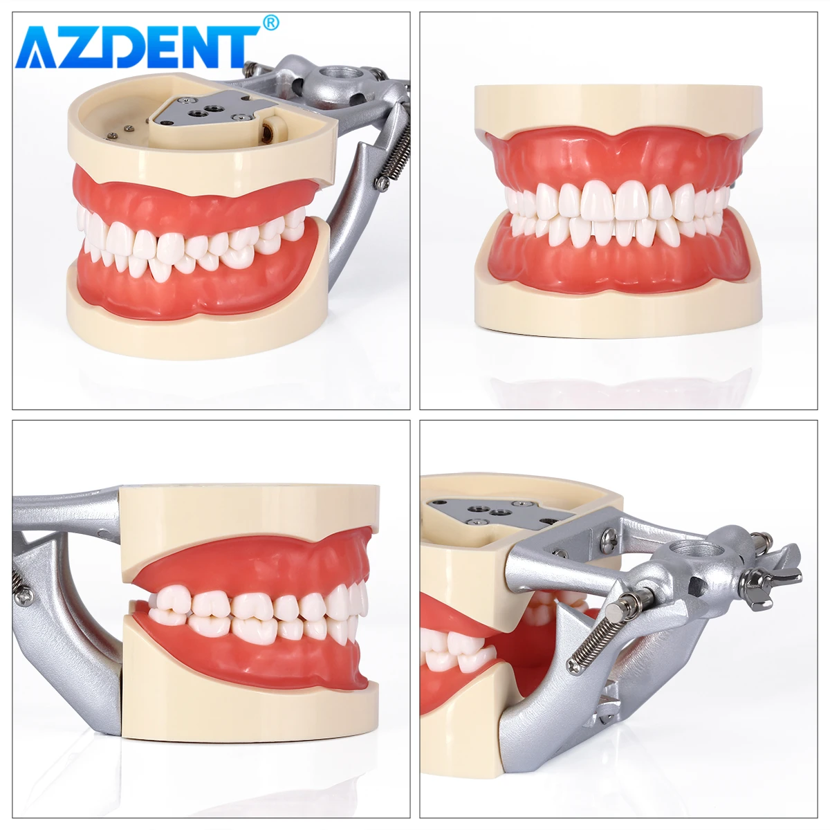 Model zębów dentystycznych 32 szt. Wyjmowane zęby AZDENT standardowe nauczanie Typodont Model demonstracyjny klinika stomatologiczna dentysty