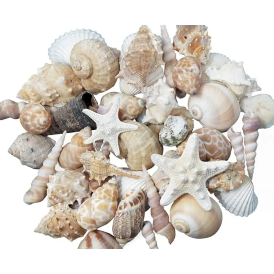 

Medium Sized Shells in a Delightful Mix of Whites Tans and Pinks 3 Pounds Bulk Shells for Crafts Beach Home Decor Weddings Vase