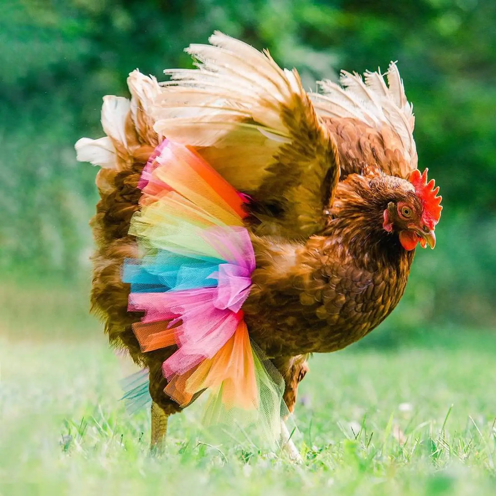 Outfits For Chickens Rainbow Funny Chicken Dress Pet Accessories For Festival Cosplay Halloween Party Performance Bonfire Home
