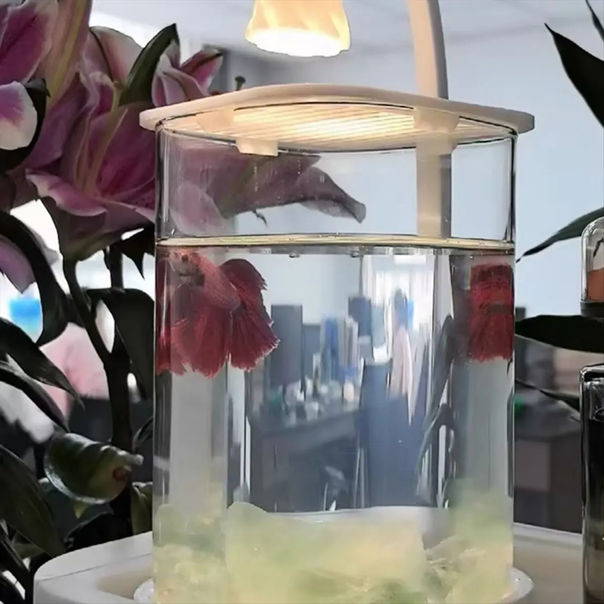 (AA49) Mini Desktop Glass Aquarium Fish Tank with with Colored Crystal LED Light Desktop Ornaments High-End Ornamental Lamp B