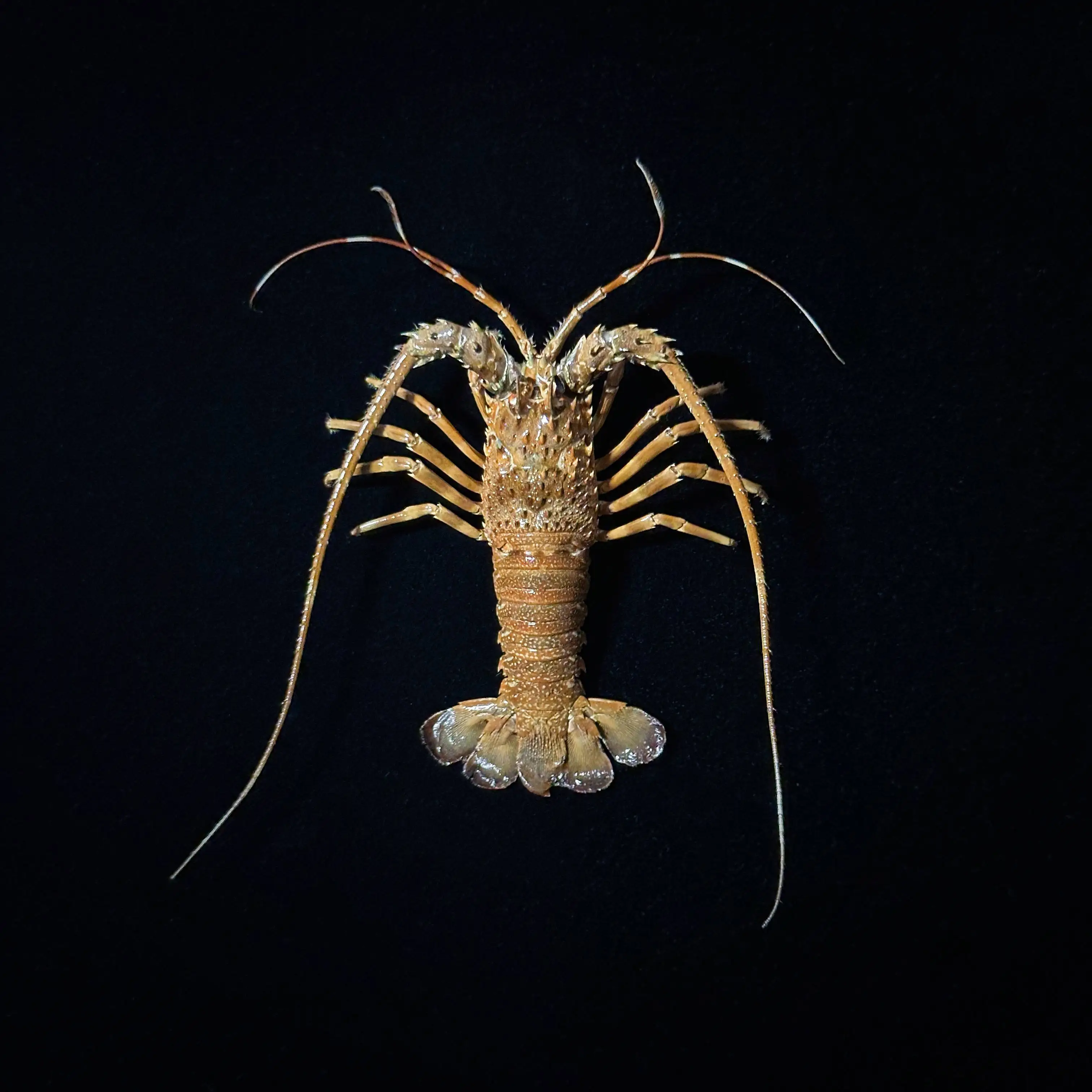 Small lobster specimen real shrimp making marine life model science collection decoration home pendant gift