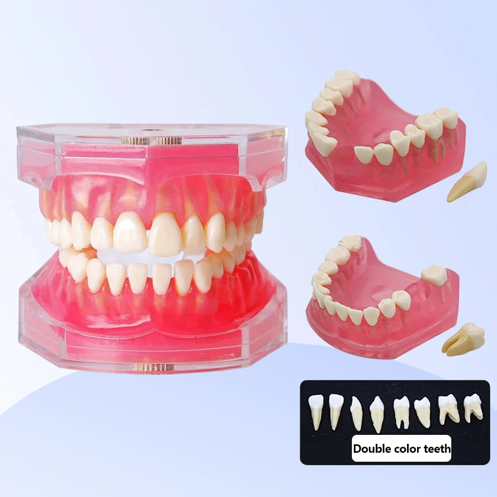 

Dental Model with Removable Teeth Jaw Typodont Soft Gum Adult Standard Dentistry Teaching Studying Demonstration Teeth Model