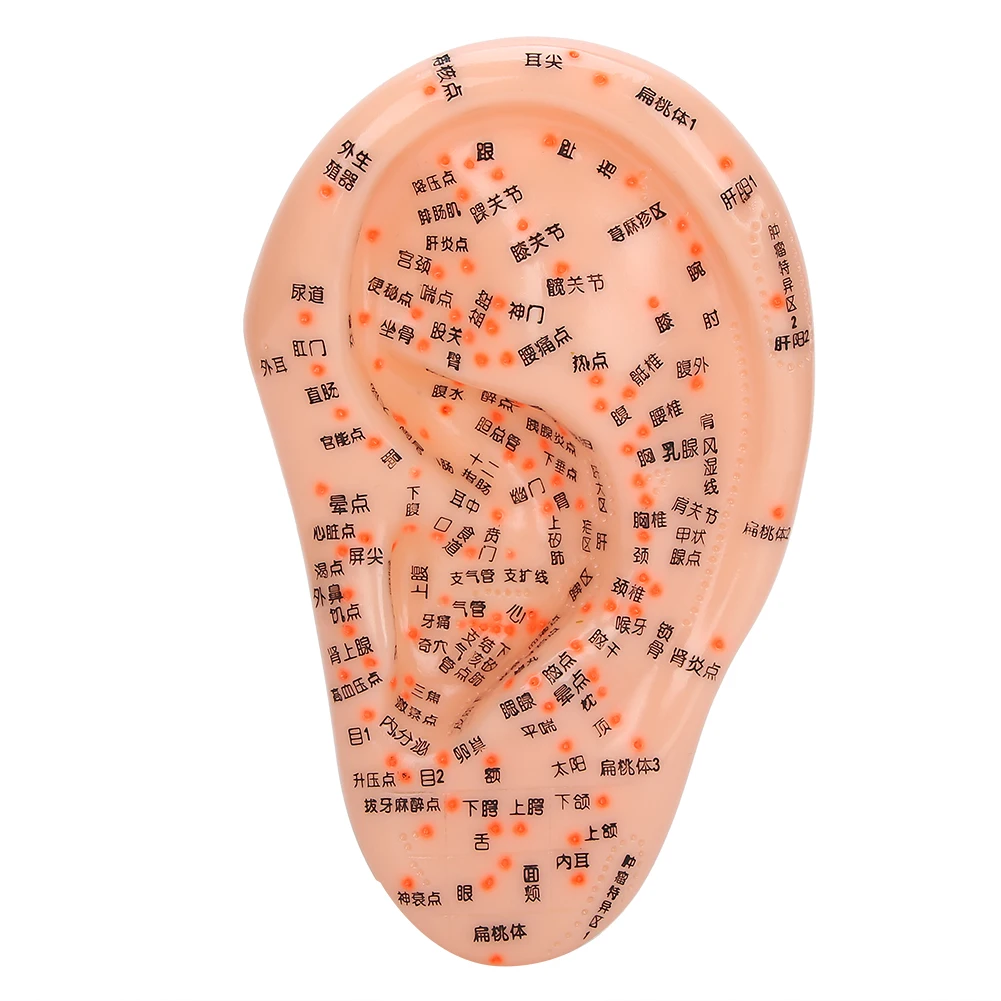 Acupuncture Points Ear Massage Model Chinese Medical Human Ear Acupoint Pressure Point Teaching Learning Train PVC Healthy Care