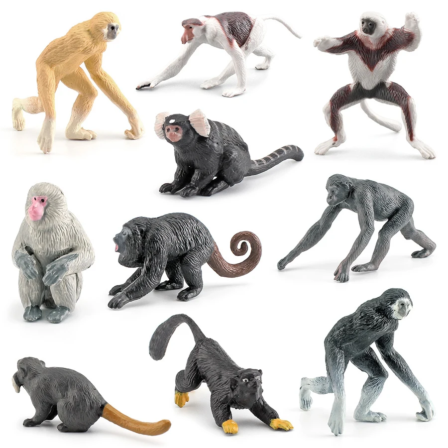 Figuras realistas de animales Bonobo, cinta, Marmoset, monos, modelo multicolor, juguetes educativos para enseñanza, 10 Uds.