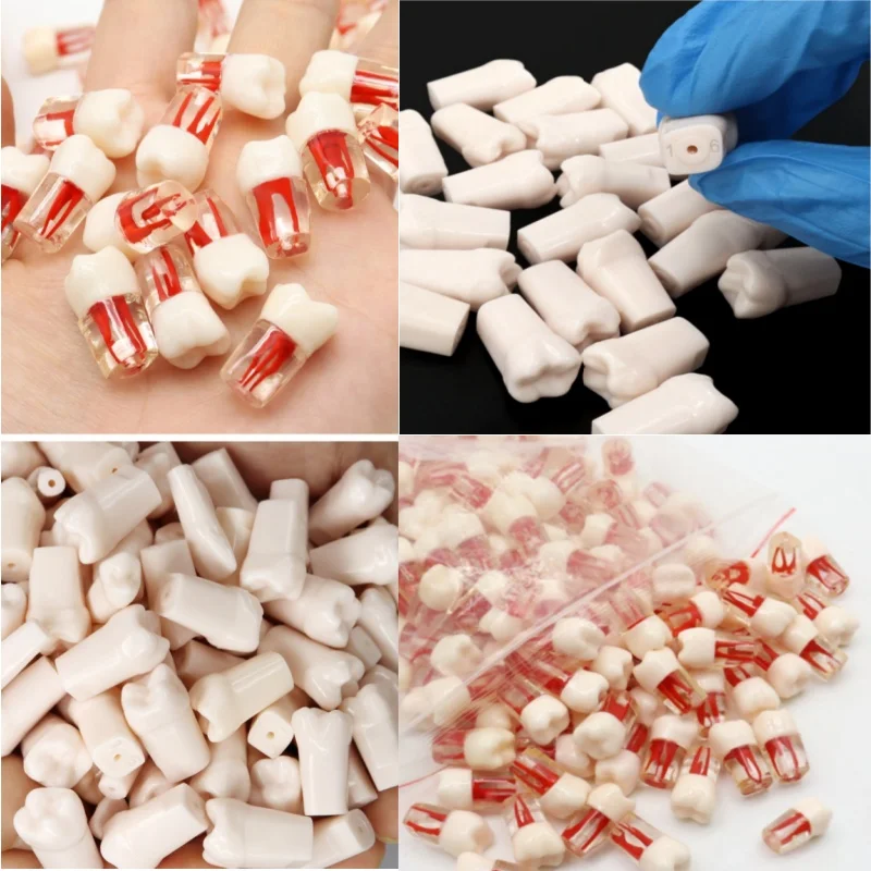 

50pcs Dental Teeth Root Canal Models Endodontics RCT Block Pulp Cavity Practice Model for Endo Student Training Study Model