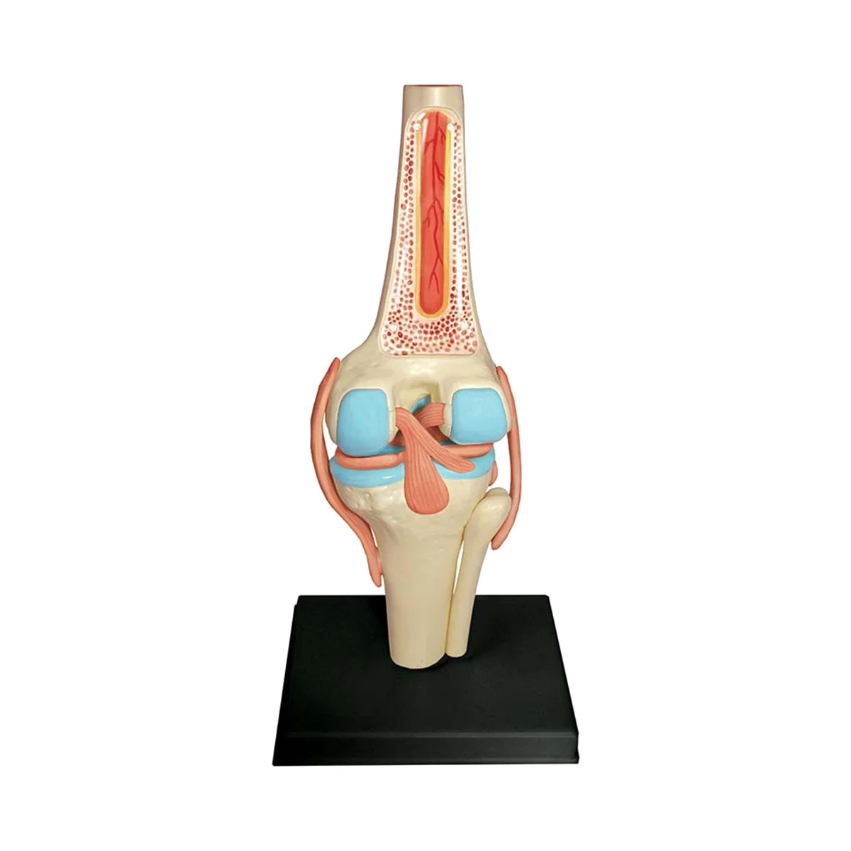 

Medical Torso Human Body Model Education Knee Joint Organs Model for Student Teaching Study Assembling Model