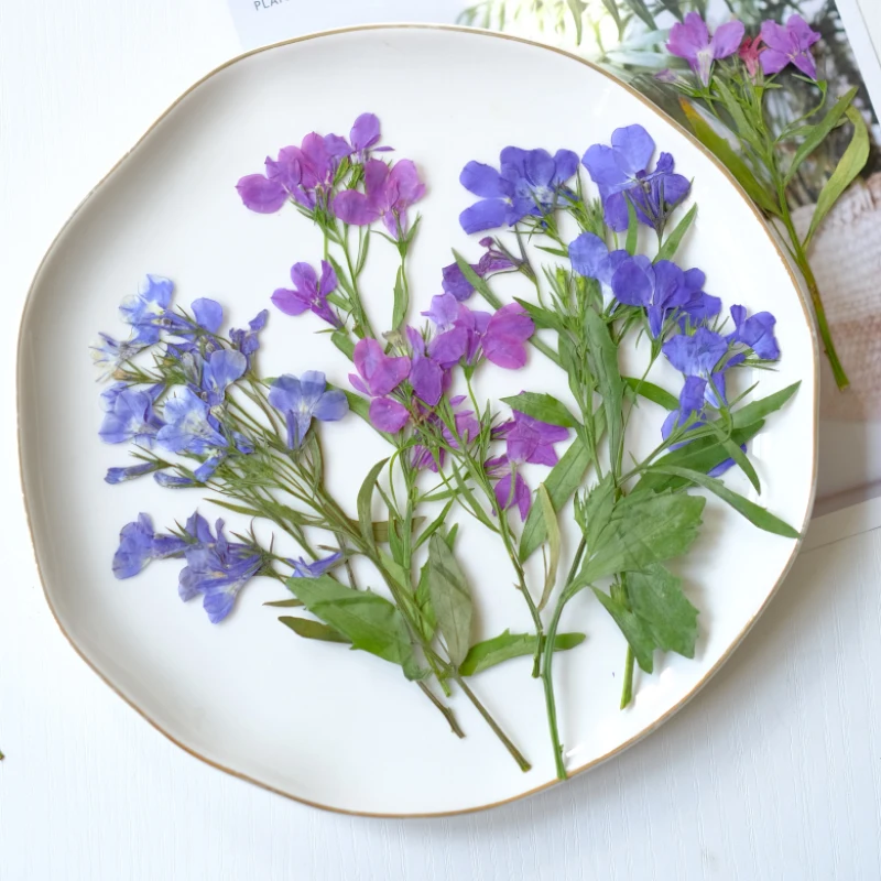 6 قطع/8-13 سم، زهور اللوبيليا إيرينوس الطبيعية المجففة والمضغوطة مع سيقان، بتلات يدوية الصنع للمكياج، فن الأظافر، مجوهرات الراتنج، فواصل الكتب