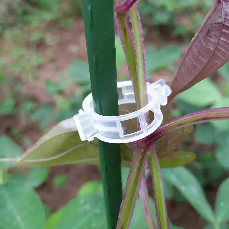 Clips en plastique réutilisables pour plantes, supports de plantes, connecteurs de tige de tomate fiosphvine, greffe de plantes végétales, outils de jardin verger, 50 à 500 pièces