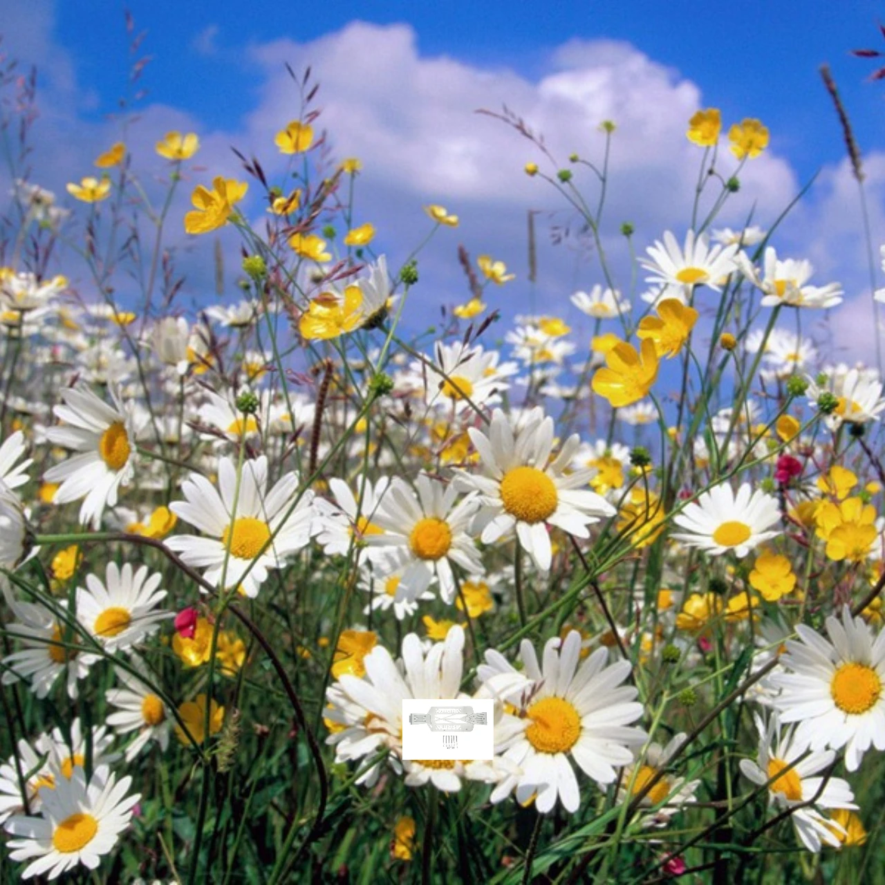 

Защитные пластины из нержавеющей стали GPM для шасси F/C/R для ARRMA 1/10 Big Rock Crew Cab 4X4 3S Blx