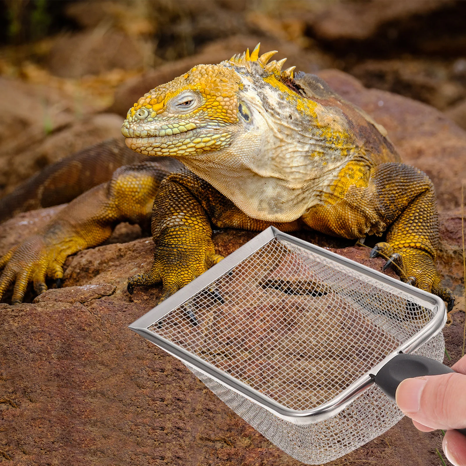 Ferramentas de limpeza para animais de estimação, suprimentos para répteis, peneira, substrato de areia, malha de filtragem, limpador de répteis, resíduos de estranho de barba