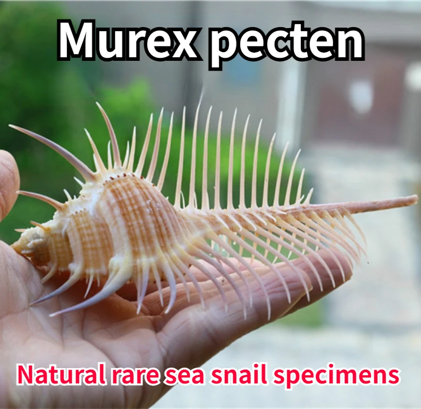 1PC Natural Sea Snail Shell Murex Pecten Specimen Snail Fish Tank Decoration Small Ornament Beach Decorations for Home