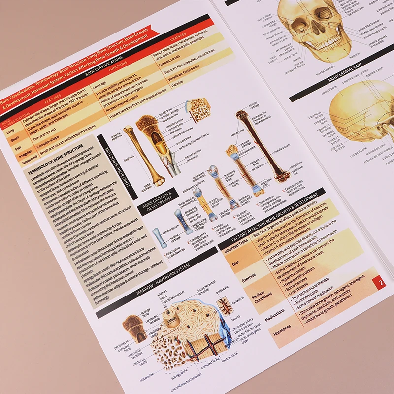 Anatomy & Physiology Study Guides - Set Of 10 Human Anatomy Guides For Nursing Students Medical Professions