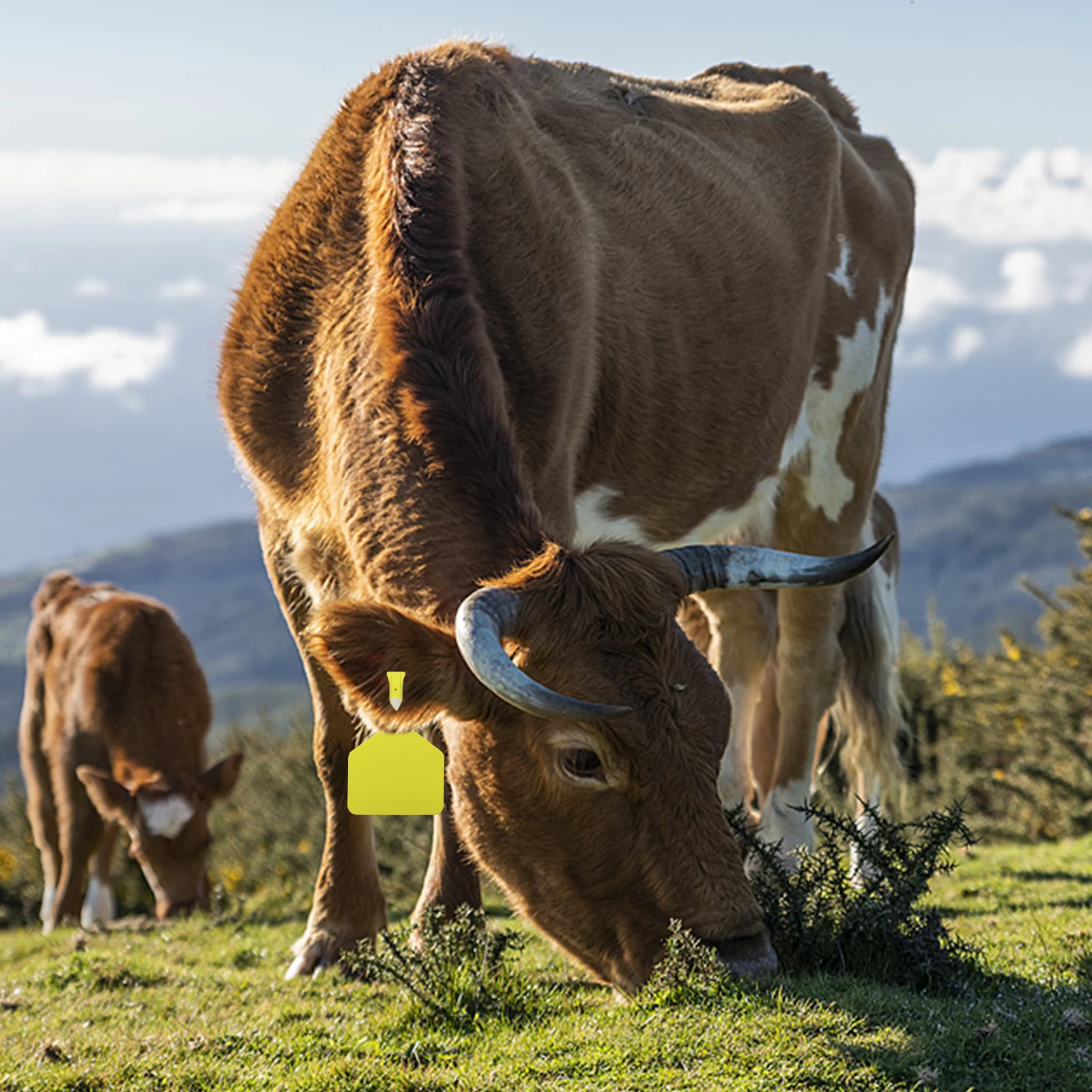 50 قطعة/الحزمة الماشية الماشية الأذن العلامات علامات دون كلمات أدوات تحديد الحيوان علامة كماشة البقرة خنزير الحصان الماعز الأغنام علامة