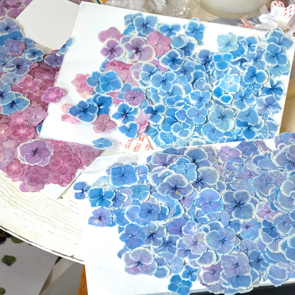 

12 Pieces Per Pack of Natural Original Color Hydrangea Pressed Flowers, Plant Dried Flowers for Photo Frames, Pressed Flower Art, Resin Crafts, DIY Phone Case Materials, Pressed Flowers