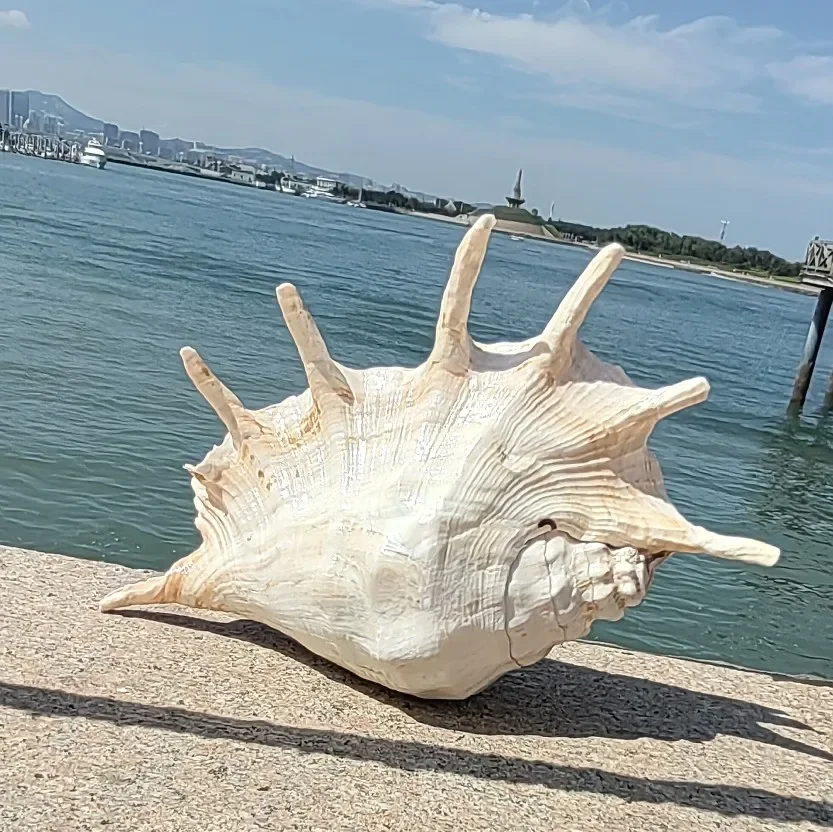 Extra Large Seven-horned Snail Natural Shell Conch Creative Gift Mediterranean Style Home Furnishings Fish Tank Decoration