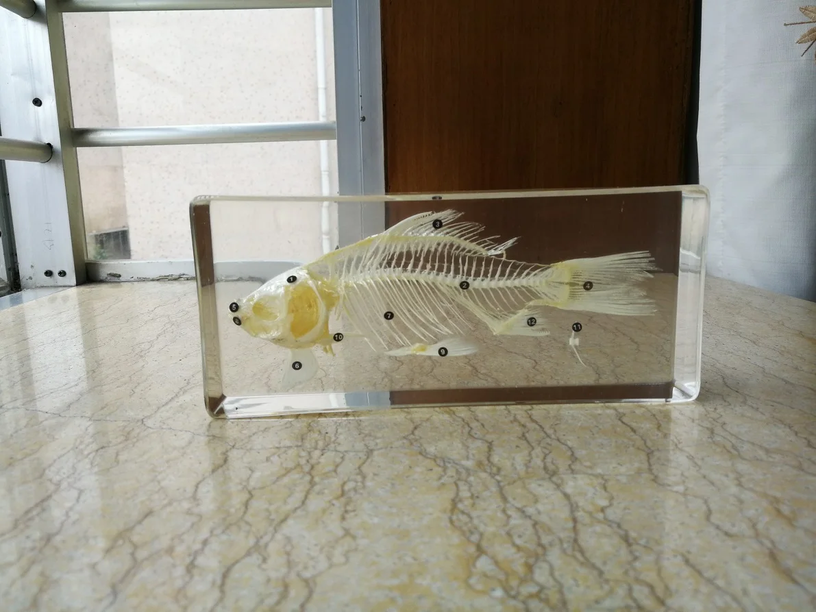 

1PC Fish Skeleton Specimens Fish Skeleton True Bone Splicing Model Teaching Exhibition Hall Biological Anatomy Specimens