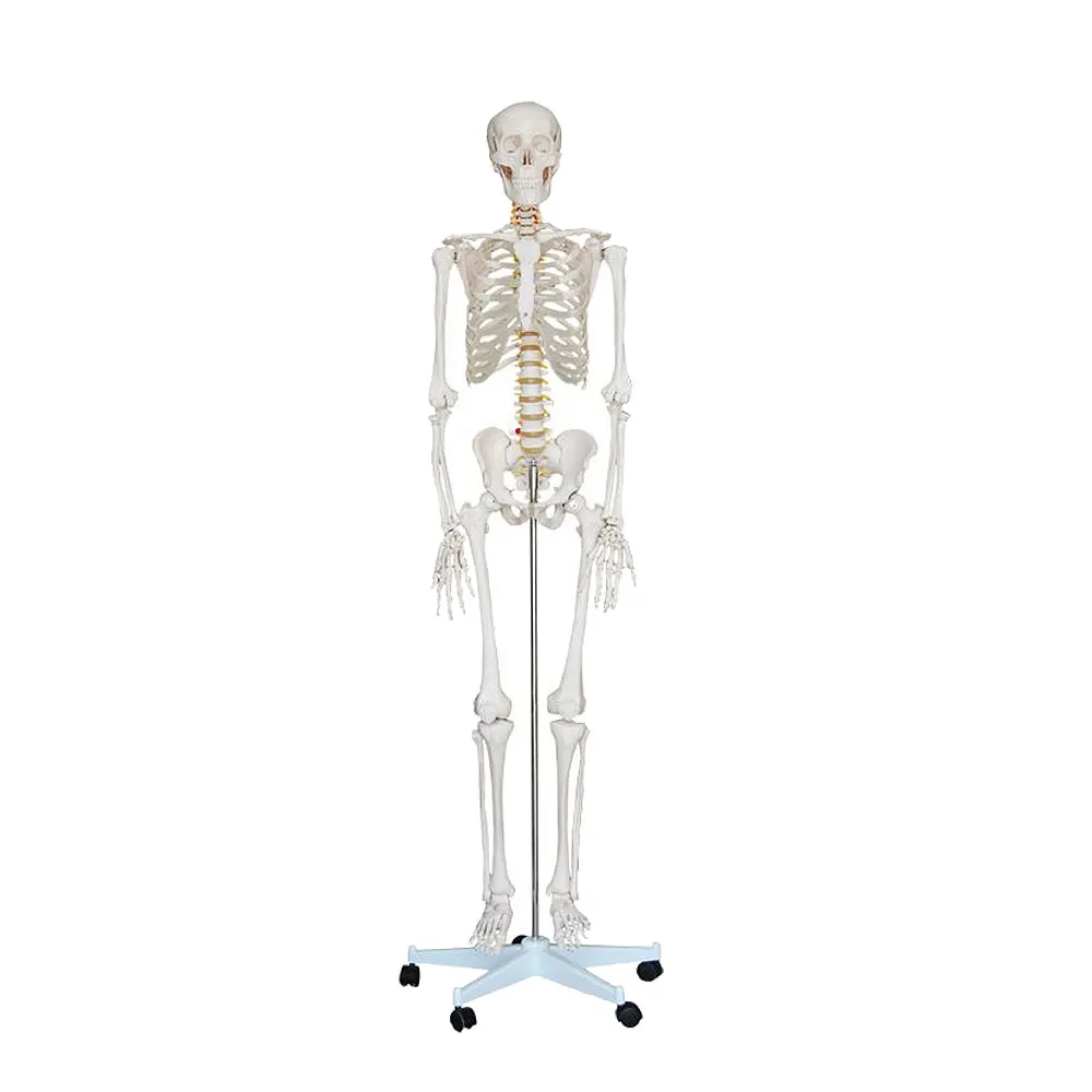 LTM101 Cheap Medical Science Plastic Adult Life-Size Skeleton 180cm Tall