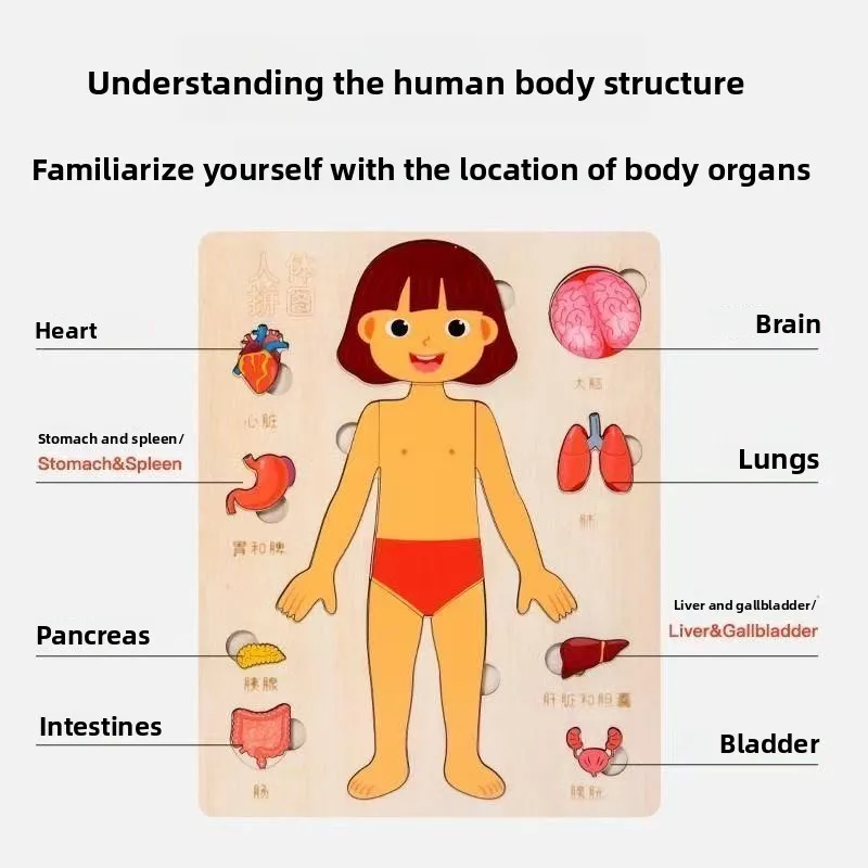 Montessori-puzzels Druk bord Menselijk lichaam Onderwijs Leren Lichaamsdelen voor kinderen Vroege onderwijsspellen Peuters Rustige boeken