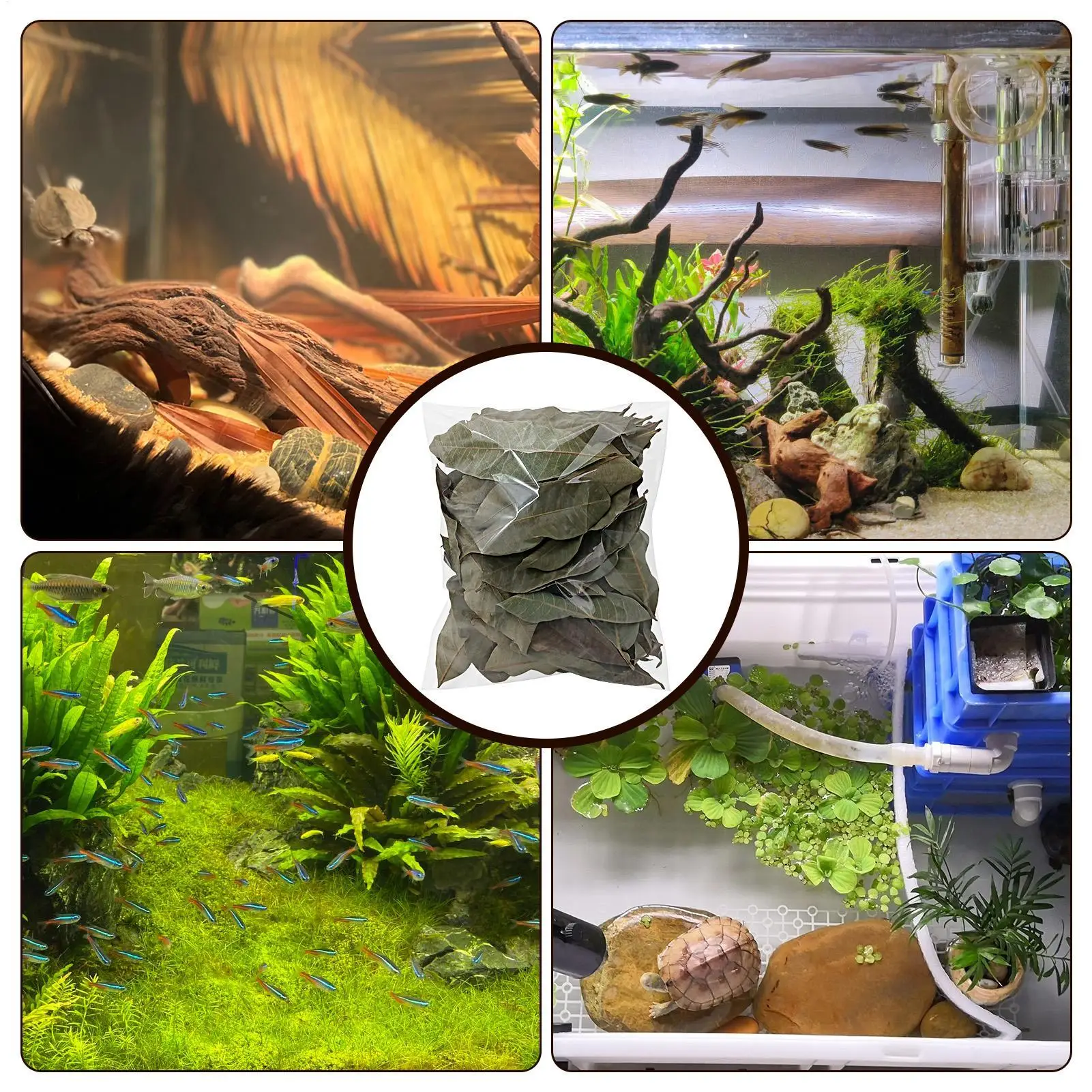 50 Stück Reptilienblätter, natürliche Haustierzubehör, Aquarium-Longanblätter-Streu für Geckos, Frösche, Schlangen, Garnelen, Schildkröten, Eidechsen – Detail 8