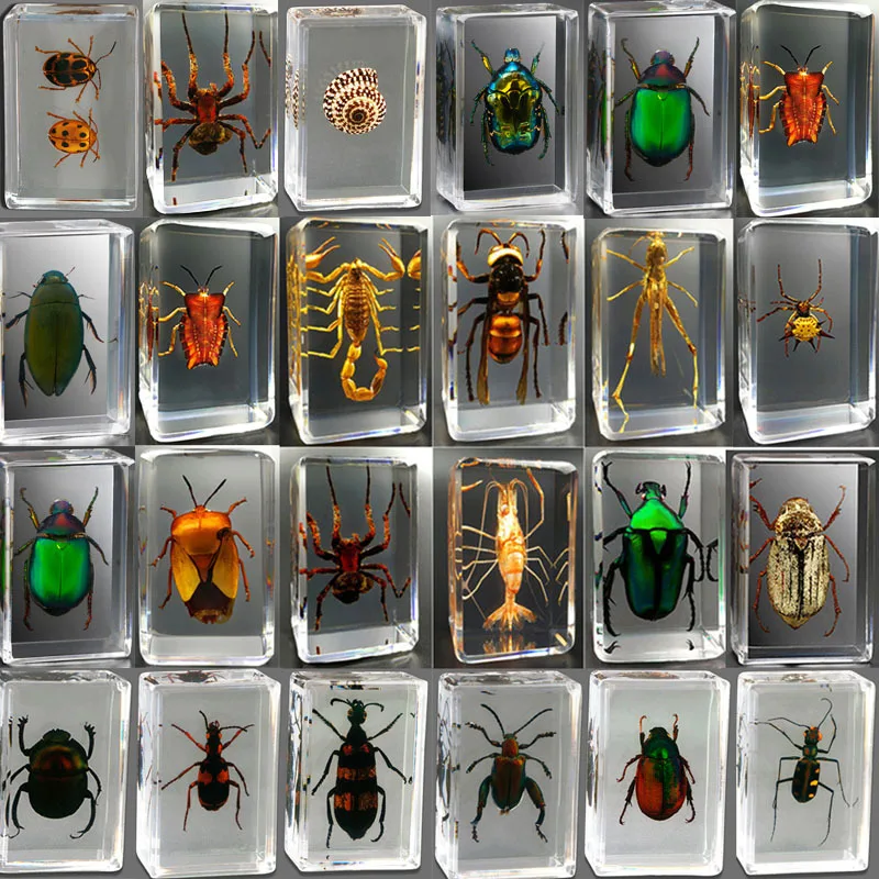 

A gift for a child.Real insect specimens, transparent resin, creative small ornaments, personalized decorations.