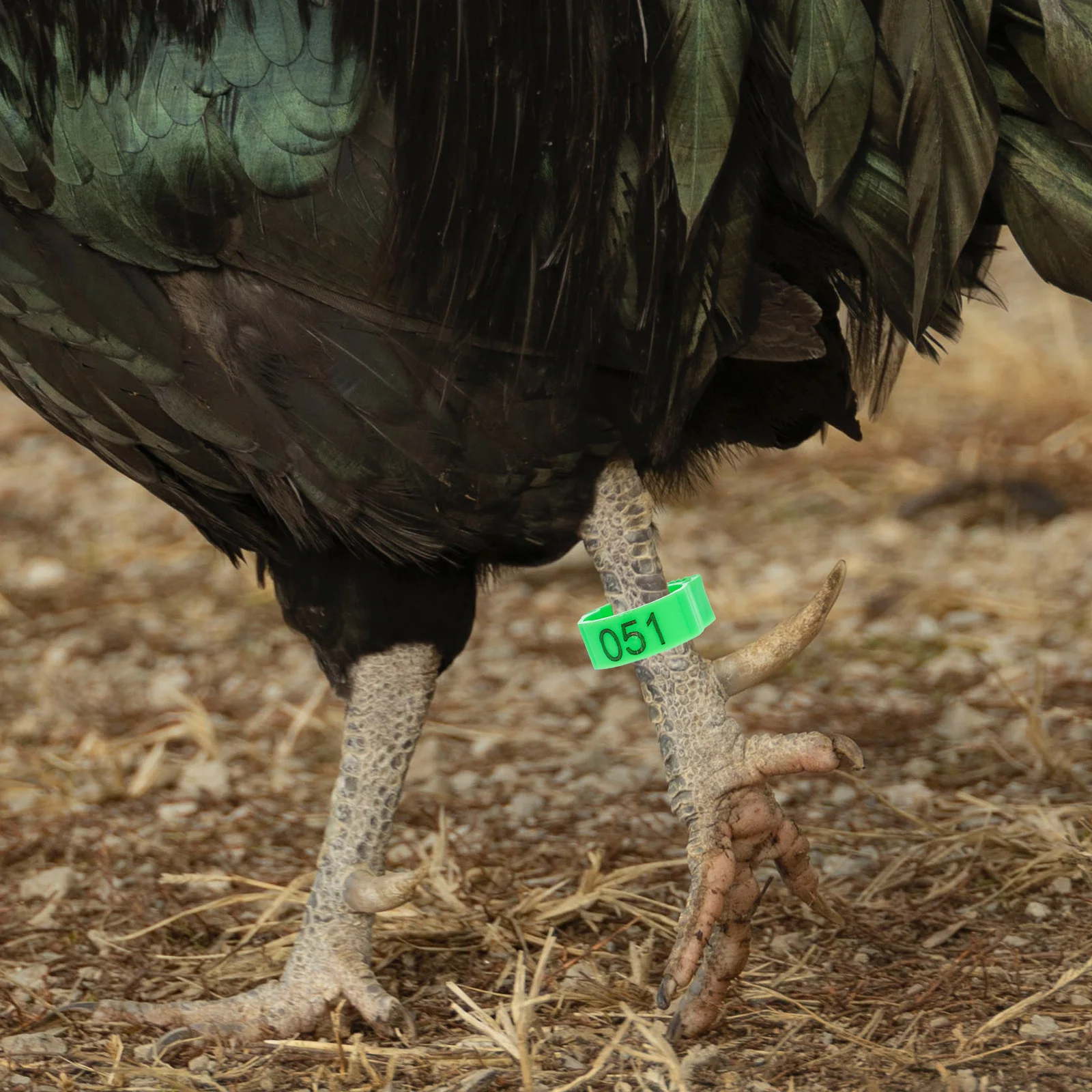 

200Pcs Poultry Leg Bands Chicken Foot Rings for Bird Identification Tracking Small Flock Management Duck Rooster Accessories