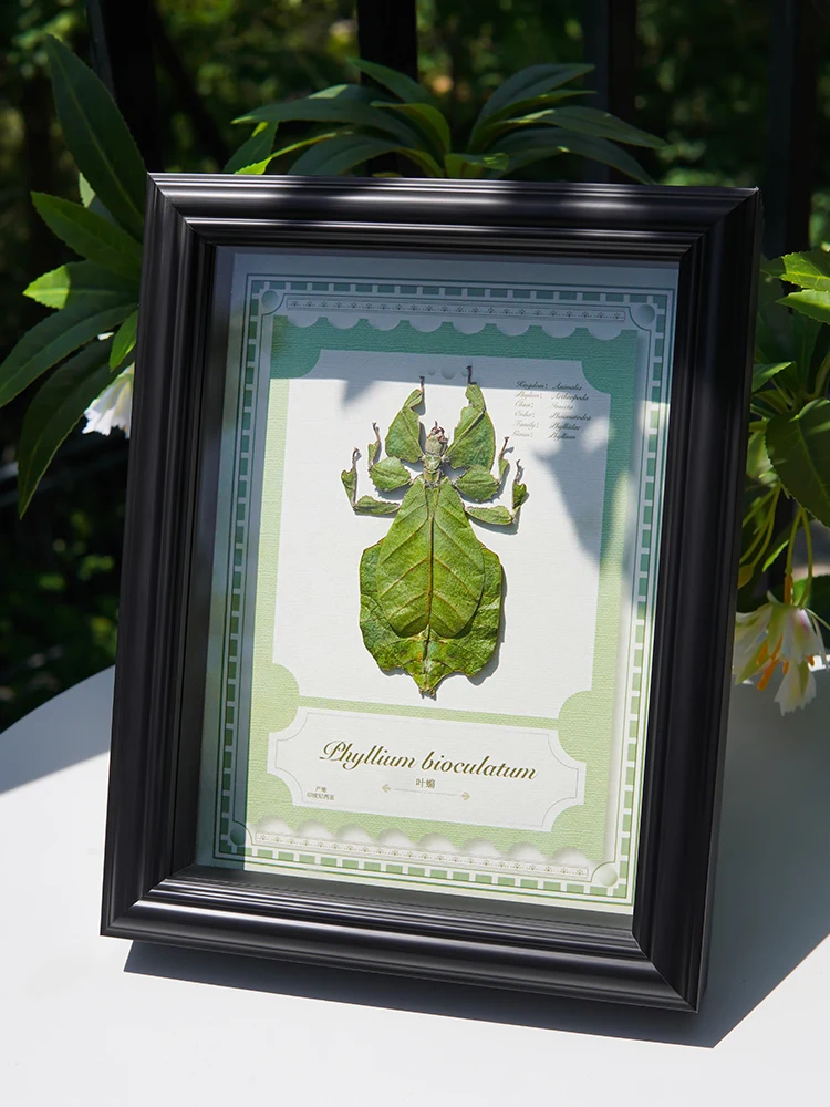 

Rare Imported Le Beetle Specimen Decorative Artwork Ideal Modern Simple Sle Framed Birthdays Gifts for Men And Women