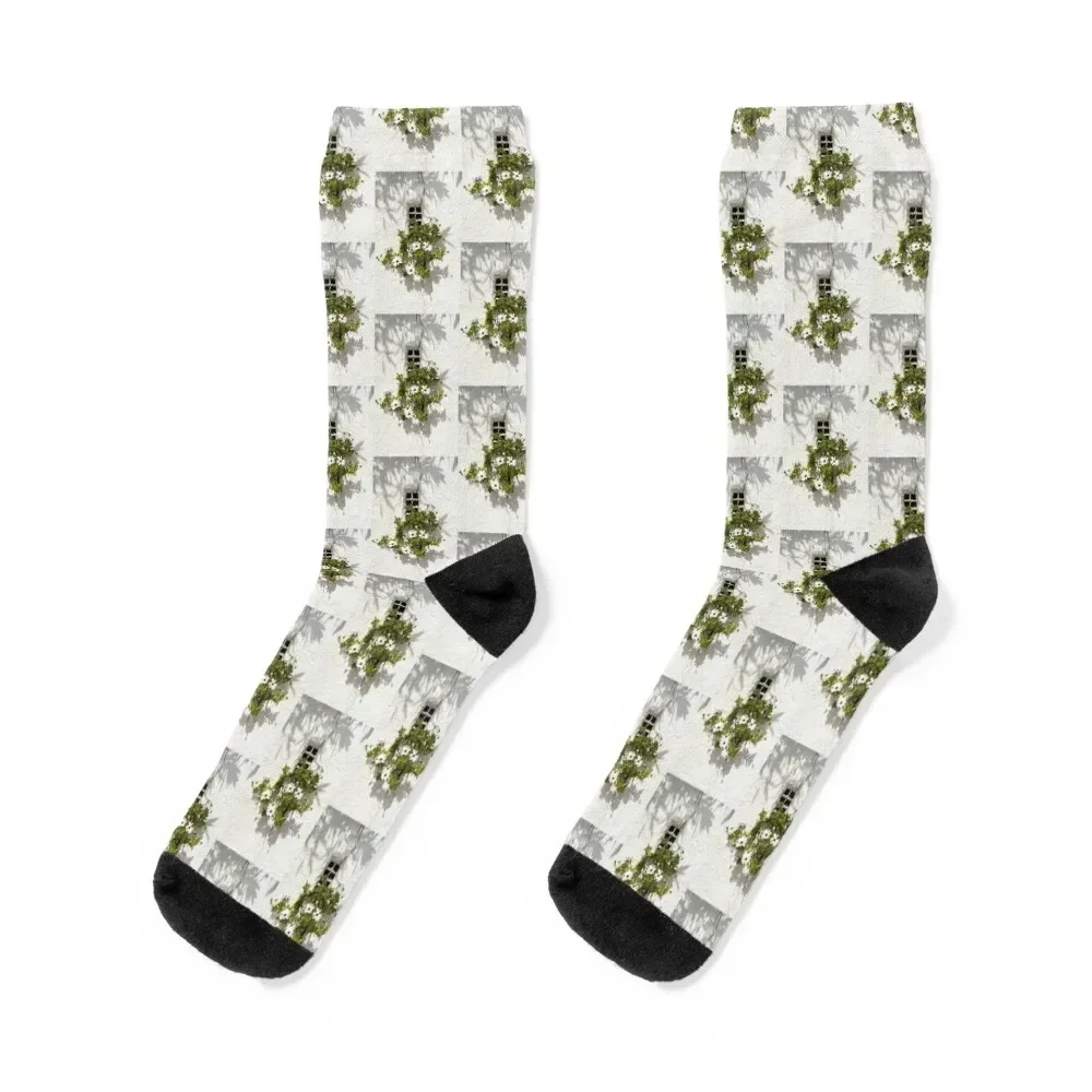 Special Gardening Creativity - Instantly Adorable African Daisies on a Stucco Wall Socks heated funny gift Men Socks Women's