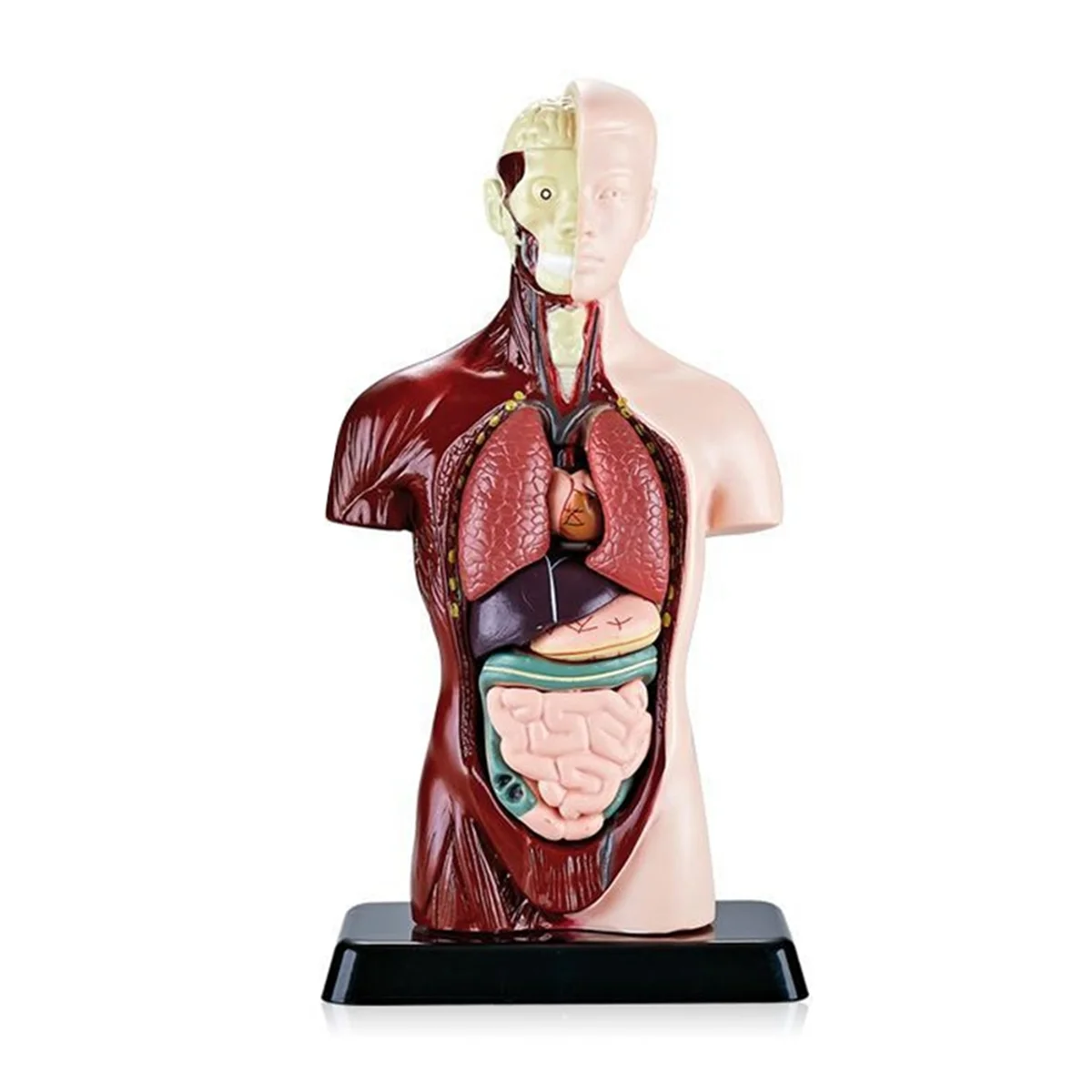 New Human Body Model with 7 Removable Organ Models,Educational Organ Anatomy Model for Biological Science Learning