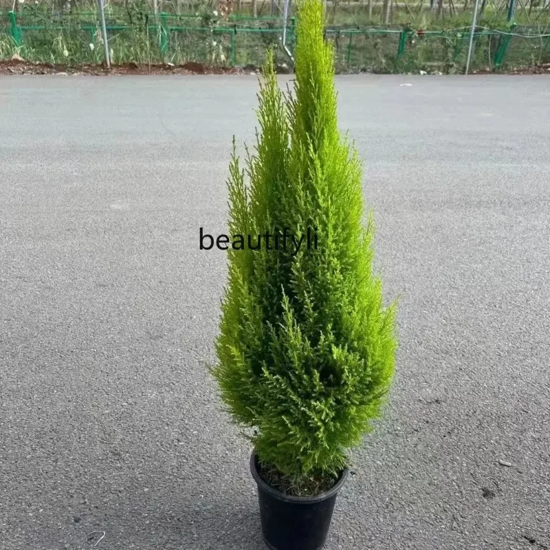 Fragrant Classic Style Pine Potted Christmas Tree Living Room Courtyard Balcony Four Seasons Evergreen Cold-Resistant Green H - Image 2